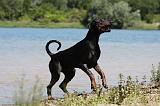 DOBERMANN 1114